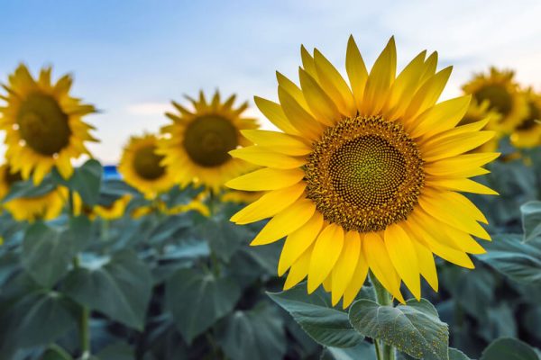 sun-vault-placeholder-sunflower-800-sm